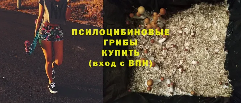 Псилоцибиновые грибы Psilocybe  ОМГ ОМГ сайт  Каменка 